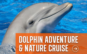 dolphin-nature-cruise-300x188
