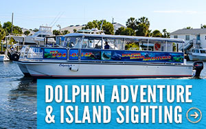 Dolphin Cruise Clearwater