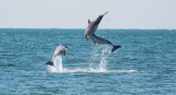 Dolphin Cruise Pensacola Beach