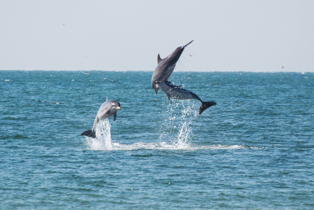 dolphin-tours